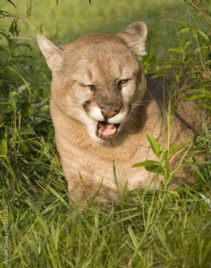 Cougars Sighted Near Trails